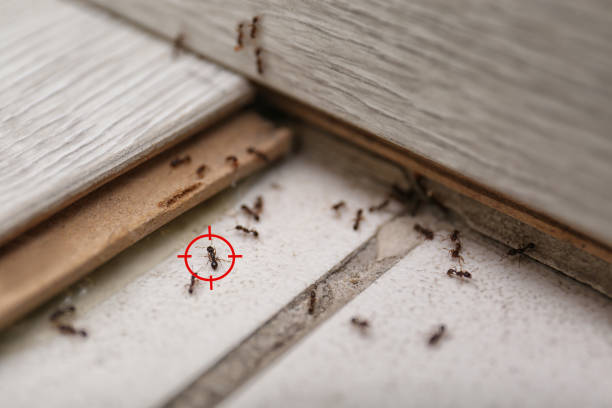 Wasp Removal Services in Hopewell, NJ